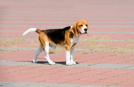 比格狗看着一边。猎犬站在公园里