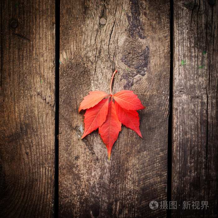 老木背景上秋季红叶