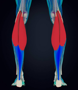 腓肠肌肌肉解剖模型