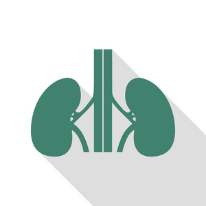 人类肾脏的标志。水蓝图标与平面样式阴影路径
