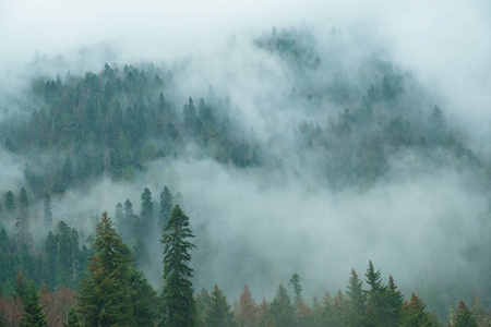 雾霭中的高山山坡针叶林