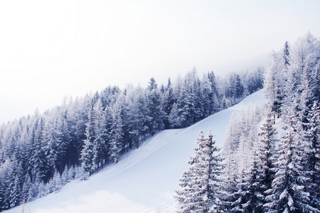 美丽的冬天景观与 mounatin 杉木林的滑雪坡