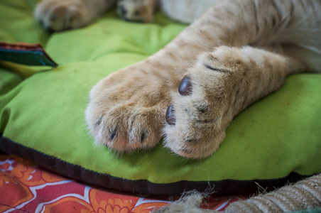 狮子的脚标记图片