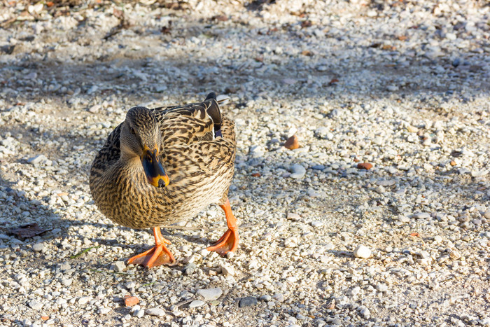 美丽的棕色鸭子走路