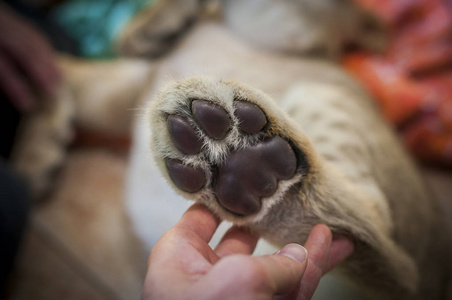 狮子的脚标记图片