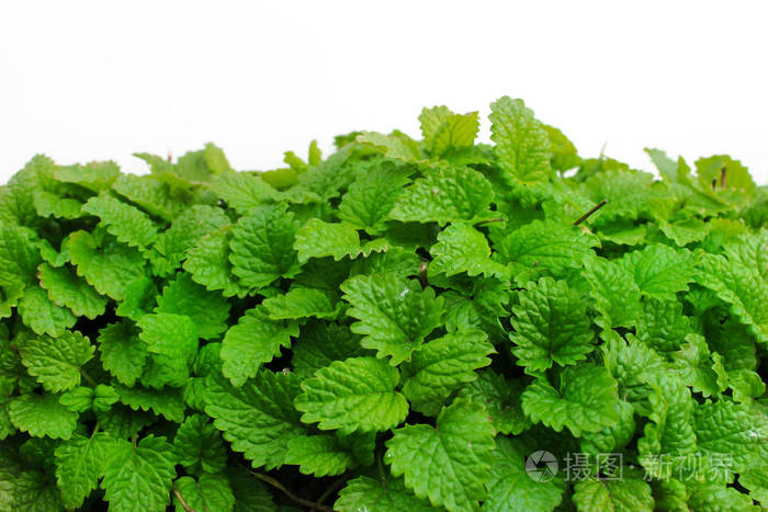 鲜嫩的绿叶的柠檬香蜂草作为背景图像