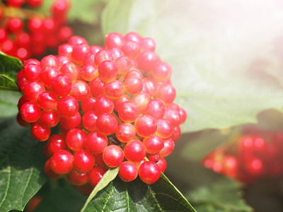 冬冻珊瑚 guelder 玫瑰。珊瑚的红色浆果。红流苏 guelder 玫瑰