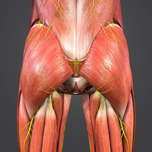人体臀部肌肉的多彩医学例证