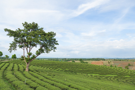 茶林场