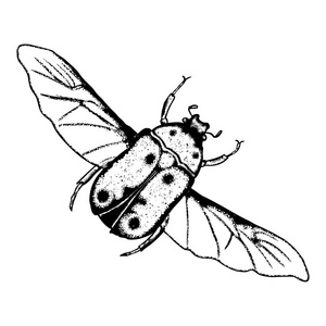 飞行的昆虫素描