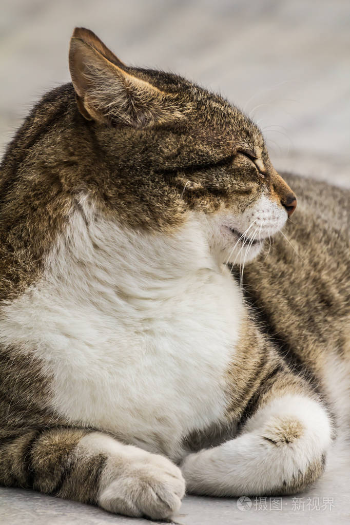 欧洲短毛猫品种特写街猫肖像