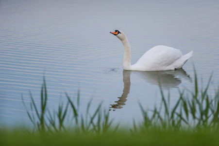 美丽的白天鹅在湖中漂浮