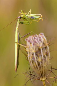 在一片草地上的绿色螳螂