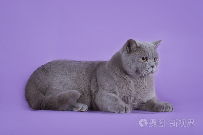 孤立的紫罗兰色背景上的猫