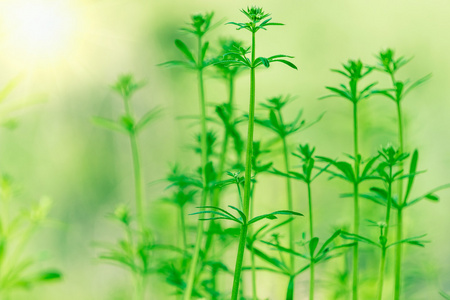 在清晨的新鲜厚草与水滴关门