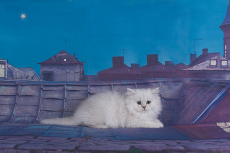 小猫猫在屋顶上行走图片