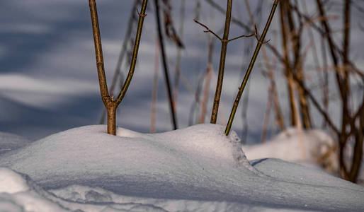 雪特写在冬天森林在下午2018