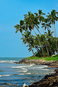 斯里兰卡岛海洋沙滩上掌图片