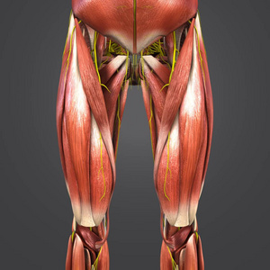 人体臀部和大腿肌肉的彩色医学插图