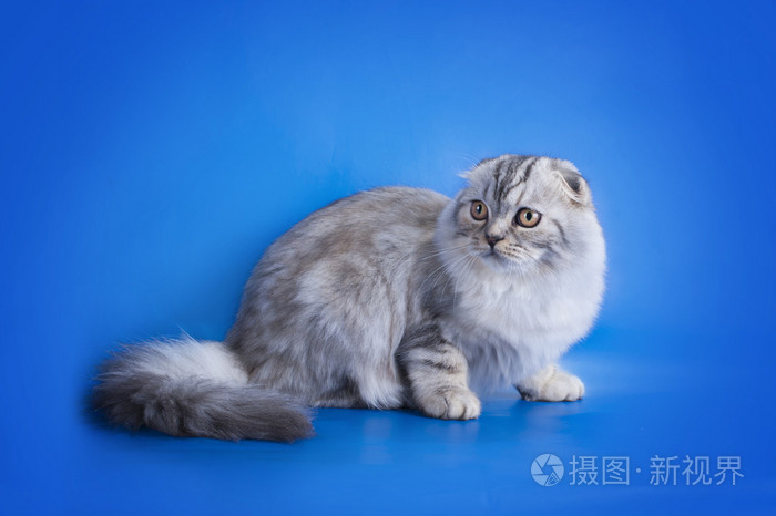 苏格兰折猫在孤立的蓝色背景