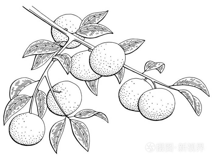 柑图形分支黑白色孤立的素描图矢量插画-正版商用图片0n8c7r-摄图新