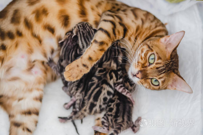 bengalcats 小猫舍