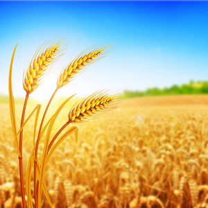 在充满灿烂的阳光下的田园风光.成熟的草甸麦田的耳朵的背景照片