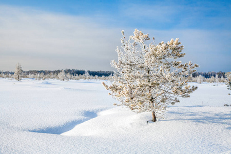 在雪中的公园图片