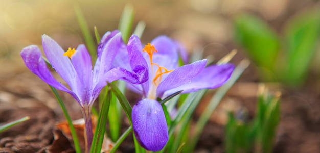 复活节贺卡。紫色番红花和阳光