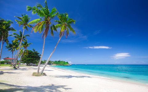 全景热带海滩与椰子棕榈