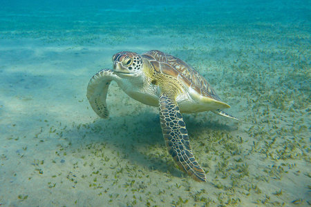 游泳动物的画像漂浮在海里的海龟的画像照片