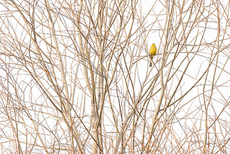 小黄鸟坐在树枝上