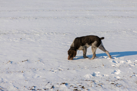 狩猎 Drathaar 在冬天, 德国狗正在采取的踪迹