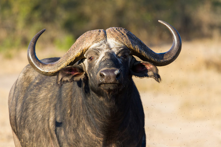 非洲水牛站在为可能发生的危险打开搜索