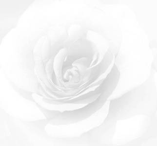 柔和的焦点白色玫瑰色背景。弥散模糊玫瑰花瓣, 一个