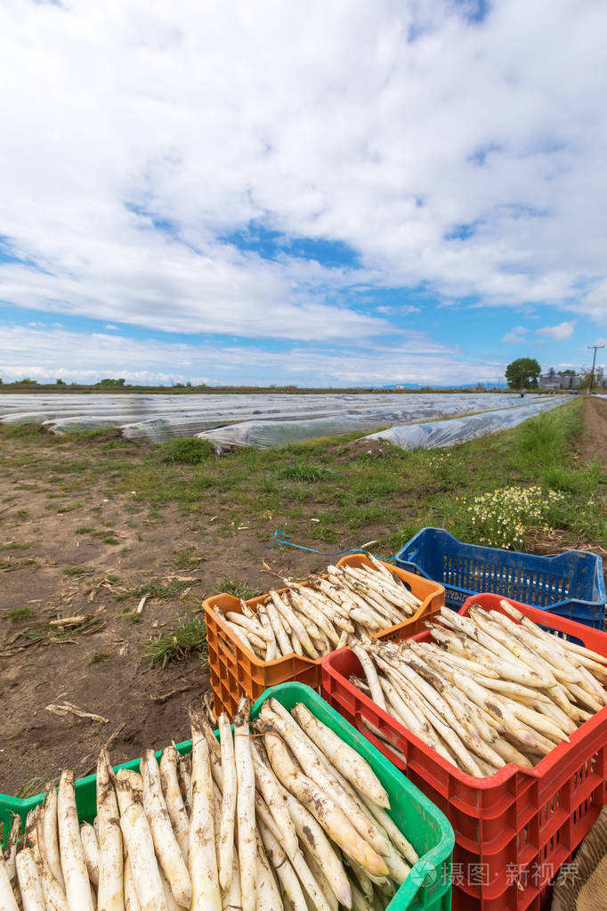 从领域收获白芦笋