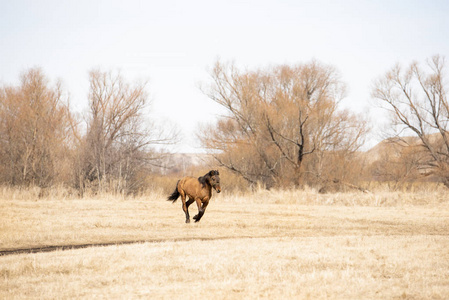 红马在春天的日子里跑过田野