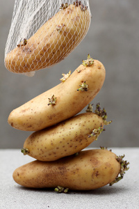 马铃薯的种植长时间保持