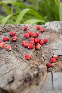 躺在一棵老树桩上的浆果野生草莓
