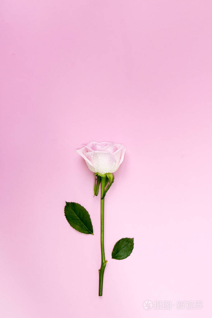 美丽的玫瑰在浪漫的粉红色背景