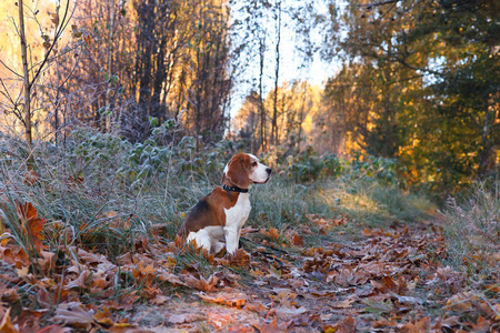 在清晨狩猎在森林里的小猎犬