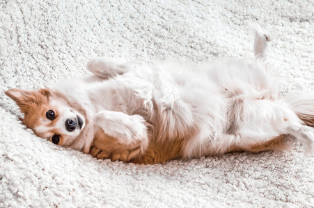 狗趴在床上躺在他的背上.概念宠物在公寓里照片