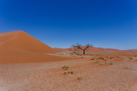 在 sossusvlei 纳米比亚与死树沙丘 45