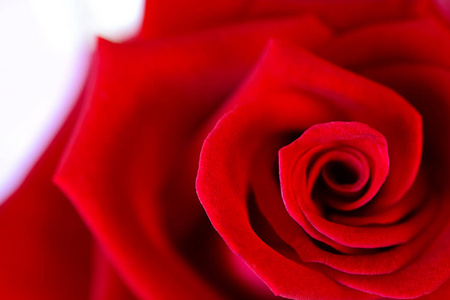 美丽的螺旋红色玫瑰花瓣的特写