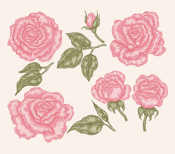 优雅的粉红色月季花和叶中的复古风格。手绘植物矢量图。花艺设计元素