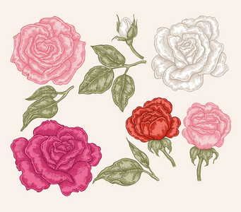 粉色 红色和白色的月季花中的复古风格。手绘植物矢量图。花艺设计元素