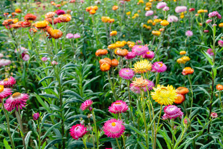 生长在花园里 strawflowers