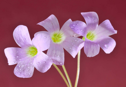 美丽的花朵花瓣图片