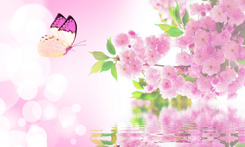 蝴蝶和花朵樱桃