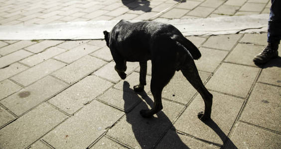 狗步行街图片